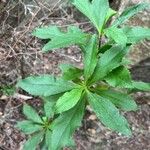 Digitalis canariensis Leaf