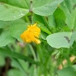 Medicago arabica Blüte