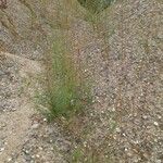 Epilobium brachycarpum Habitat