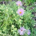 Symphyotrichum oblongifolium Flower