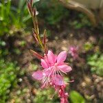 Oenothera gaura 花