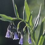 Mertensia franciscana Flower