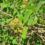 Cordia monoica Plod