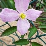 Clematis montana花