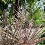 Cordyline australis പുഷ്പം