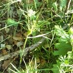 Aegilops neglecta Habit