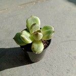 Sedum hernandezii Foglia