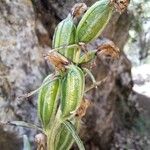 Cephalanthera damasonium Fruit