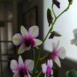 Dendrobium spp. Blüte