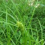 Carex grayi Цвят