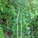 Equisetum giganteum Blatt