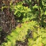 Verbascum undulatum Leaf