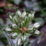 Psychotria sonkeana Fruit