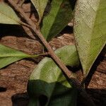 Erythroxylum emarginatum Φύλλο