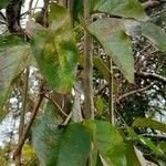 Dolichandra unguis-cati ഇല