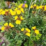 Oenothera fruticosaFlower