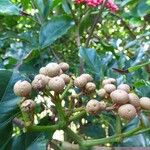 Leea guineensis Φρούτο