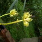 Pavonia peruviana 花