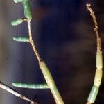 Salicornia perennis Blatt