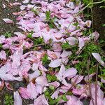 Prunus serrulata Virág
