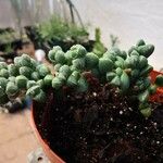 Gibbaeum petrense Hostoa