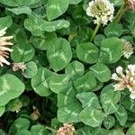 Trifolium repens Blad