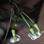 Marsdenia speciosa Kvet