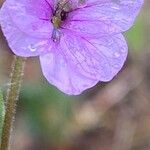 Erodium botrys Квітка