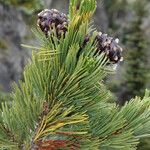 Pinus albicaulis Hostoa