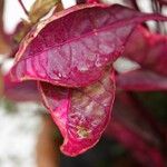 Alternanthera ficoidea Leaf