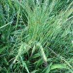 Festuca bromoides Blad