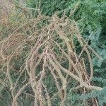 Amaranthus palmeri Bark