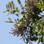 Baphia pubescens Φύλλο