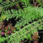 Achillea nobilis पत्ता