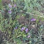 Vicia americana Habitus