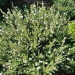 Westringia fruticosa आदत