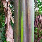 Eucalyptus deglupta Bark