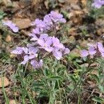 Arabidopsis arenosa List