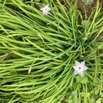 Ipheion uniflorum Flor