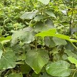 Pavonia malacophylla Hoja