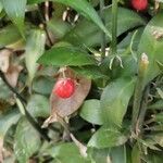 Ruscus hypophyllum Frukt
