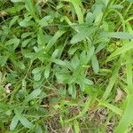 Leucanthemum pallens Foglia