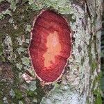 Parinari excelsa Casca