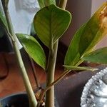 Zamioculcas zamiifolia Blatt