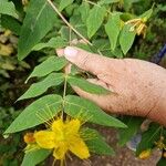 Hypericum grandifolium Žiedas