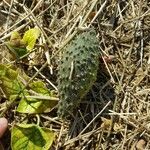 Matelea biflora Fruto
