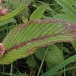 Persicaria campanulata Leaf