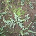 Hemionitis tenuifolia Blad