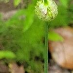 Allium vineale Cvet