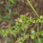 Atriplex sagittata Frukto